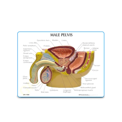 Anatomical Male Pelvis and Prostate Model | The Prostate | Mens Health Downunder