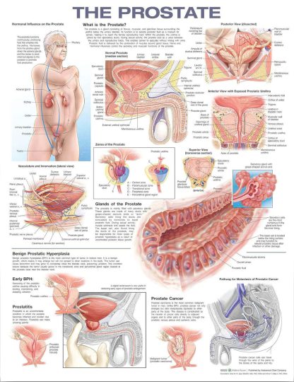 Anatomical Prostate Poster | The Prostate | Mens Health Downunder